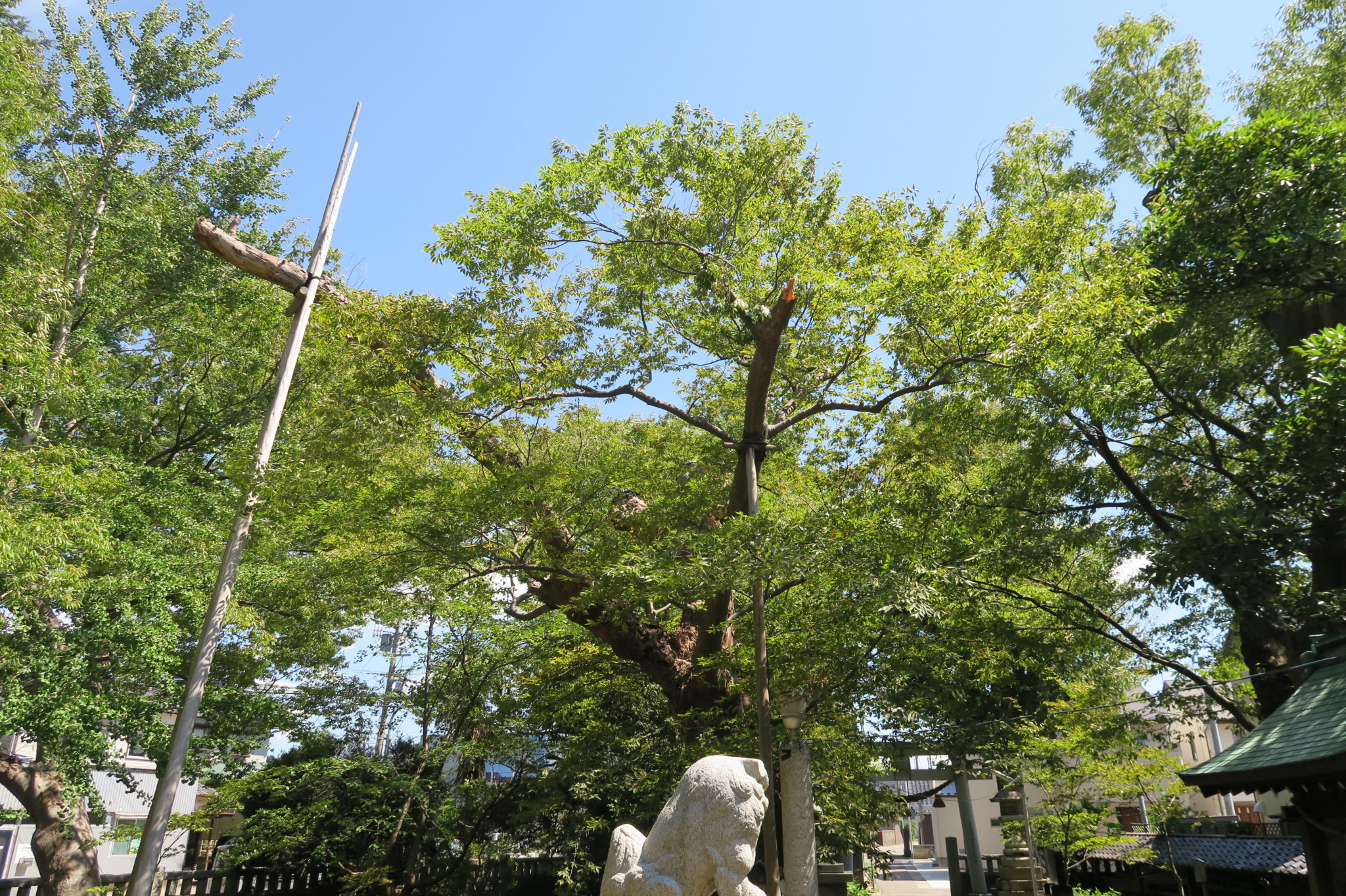 間明 御馬神社 ご神木の損壊1