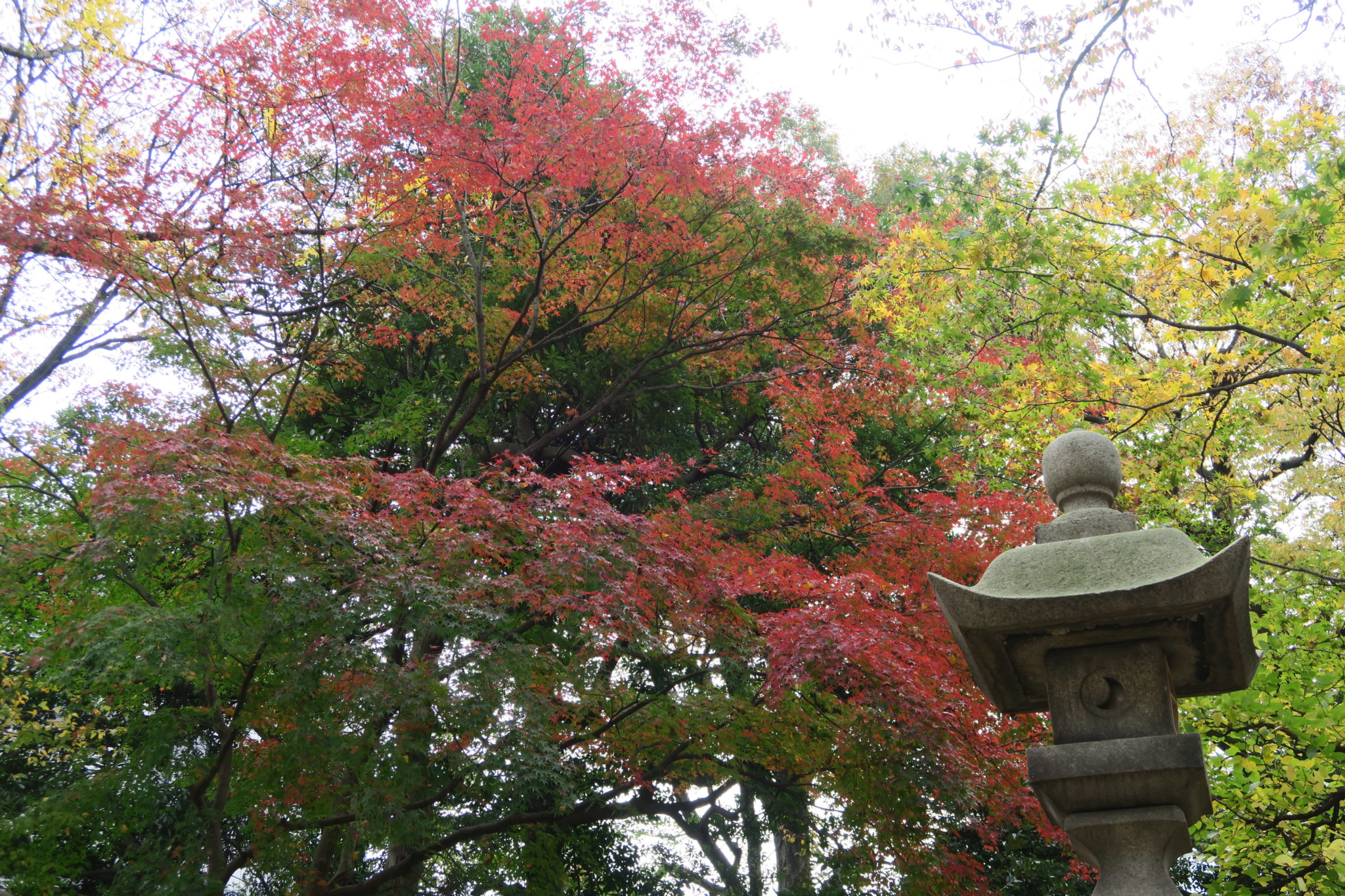 平成27年11月21日境内紅葉
