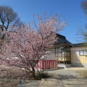荒川神社　当日は晴天