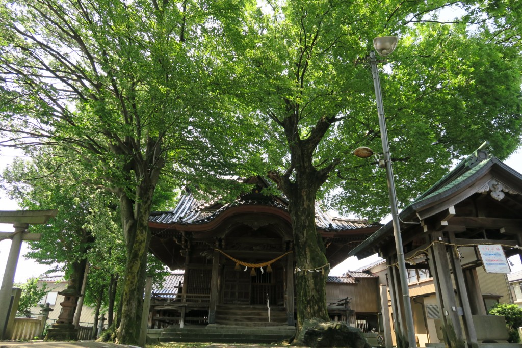 新緑の下に陰る拝殿