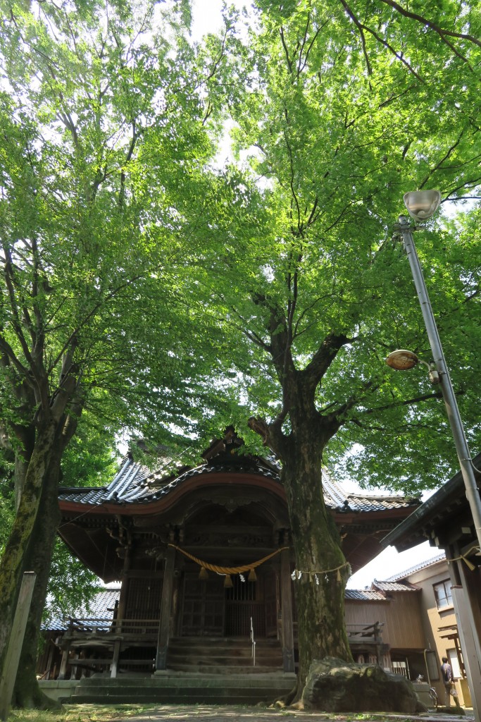 新しい緑を湛えた神木