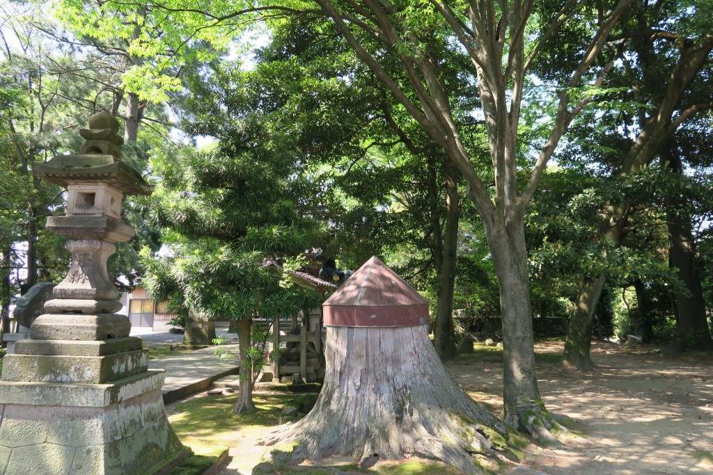 長年神木として愛された大木の切り株