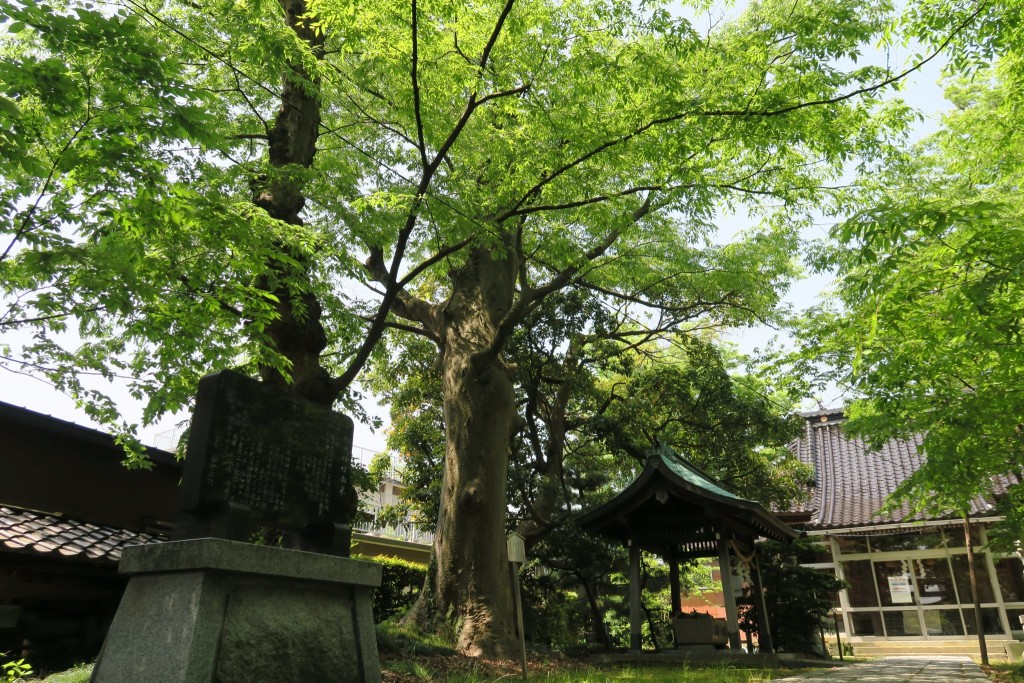中には金沢市保存樹木に指定されている木々達
