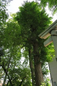 鳥居横の御神木
