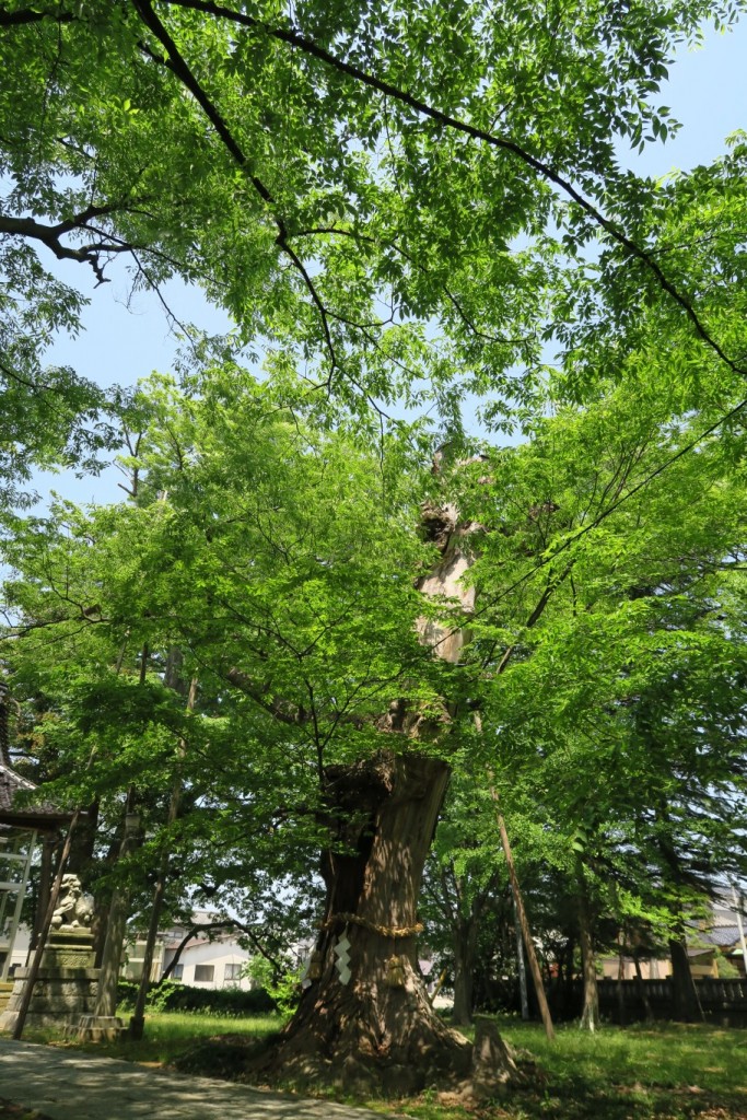 間明町内からの暖かい助力を得て樹勢を取り戻しつつある神木「」