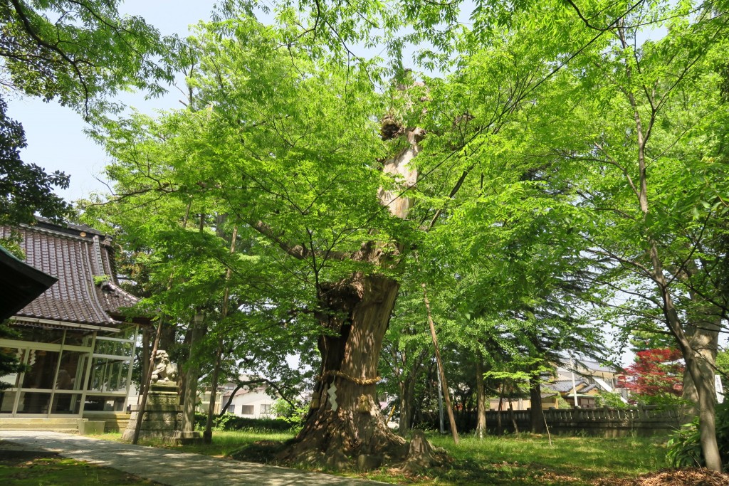 大神様の御威徳を示す大木