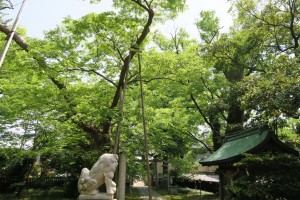拝殿から望む鳥居