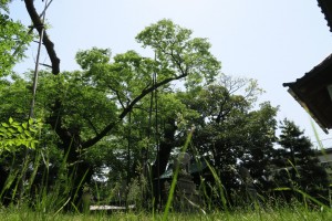 命の息吹感じる新芽を携えた大木