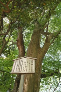 保存樹「ケヤキ」