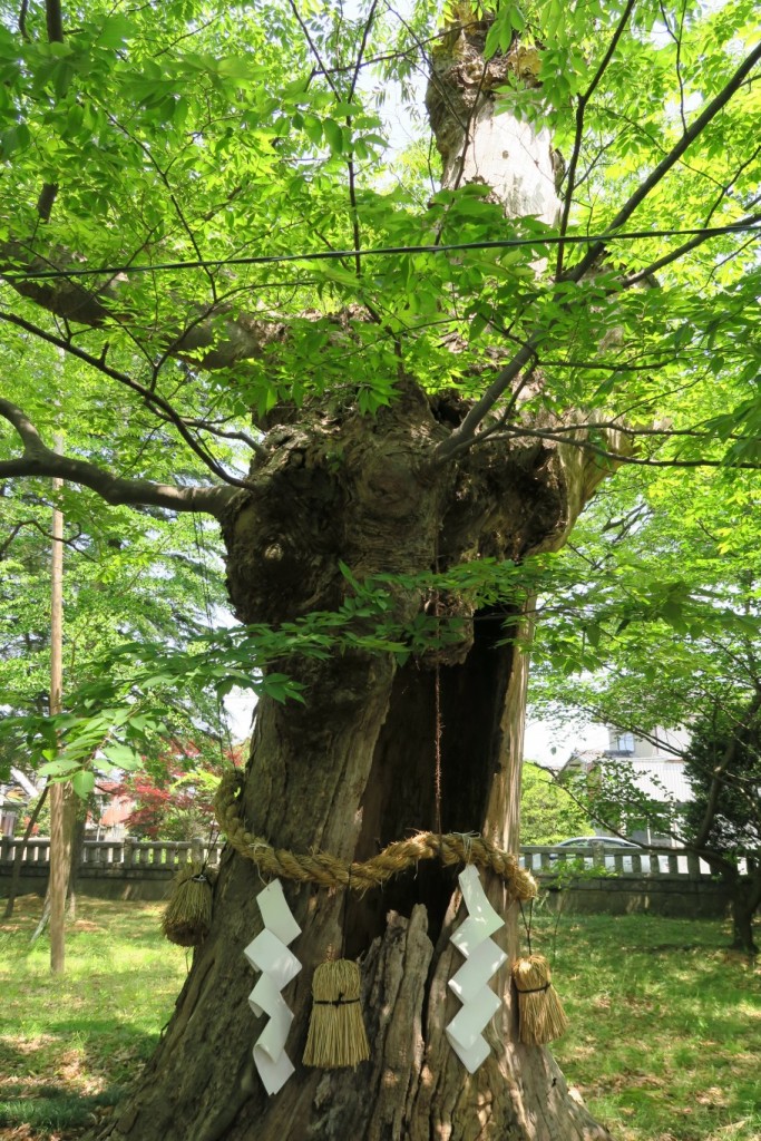 驚きを隠せない空洞を持つ巨木（立ち入り厳禁）