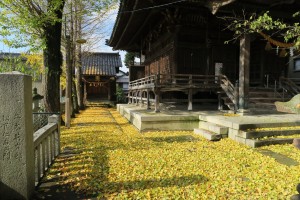 銀杏の葉が落ちて、ようやく冬本番となります。