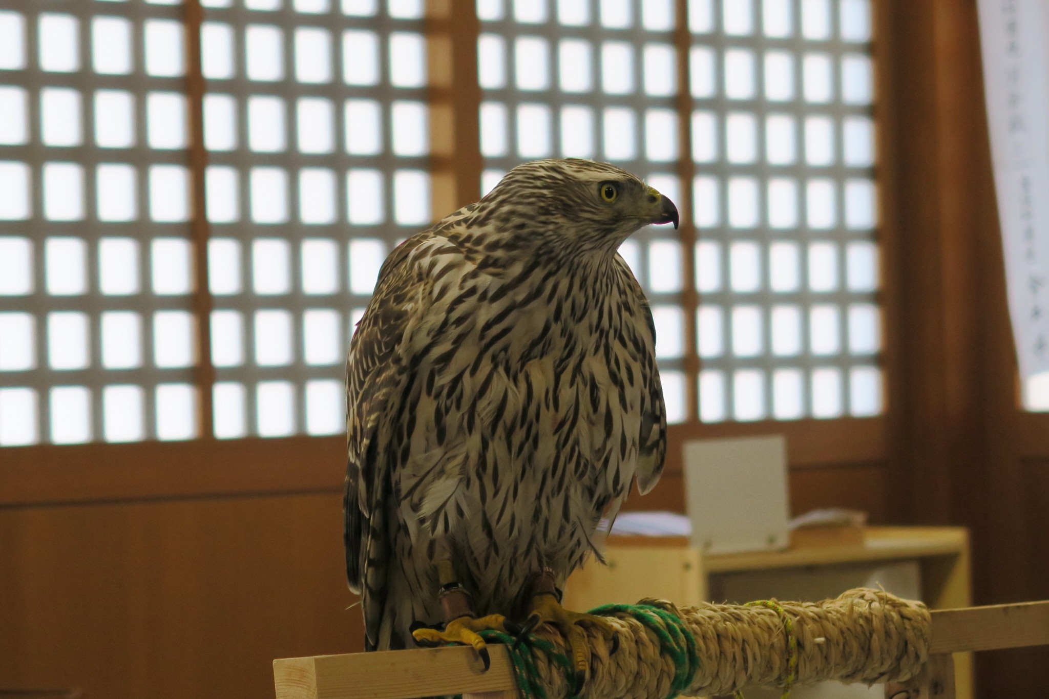 平成28年1月　鷹匠さん参拝