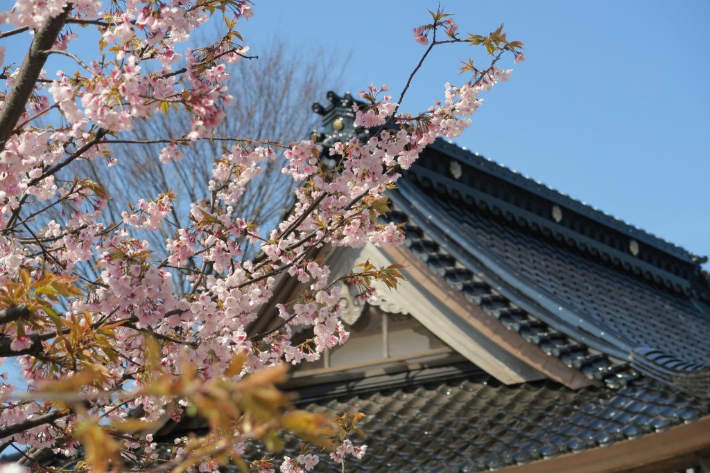 二日市荒川神社 小さくも可憐にそよぐ早咲きの桜の木があります