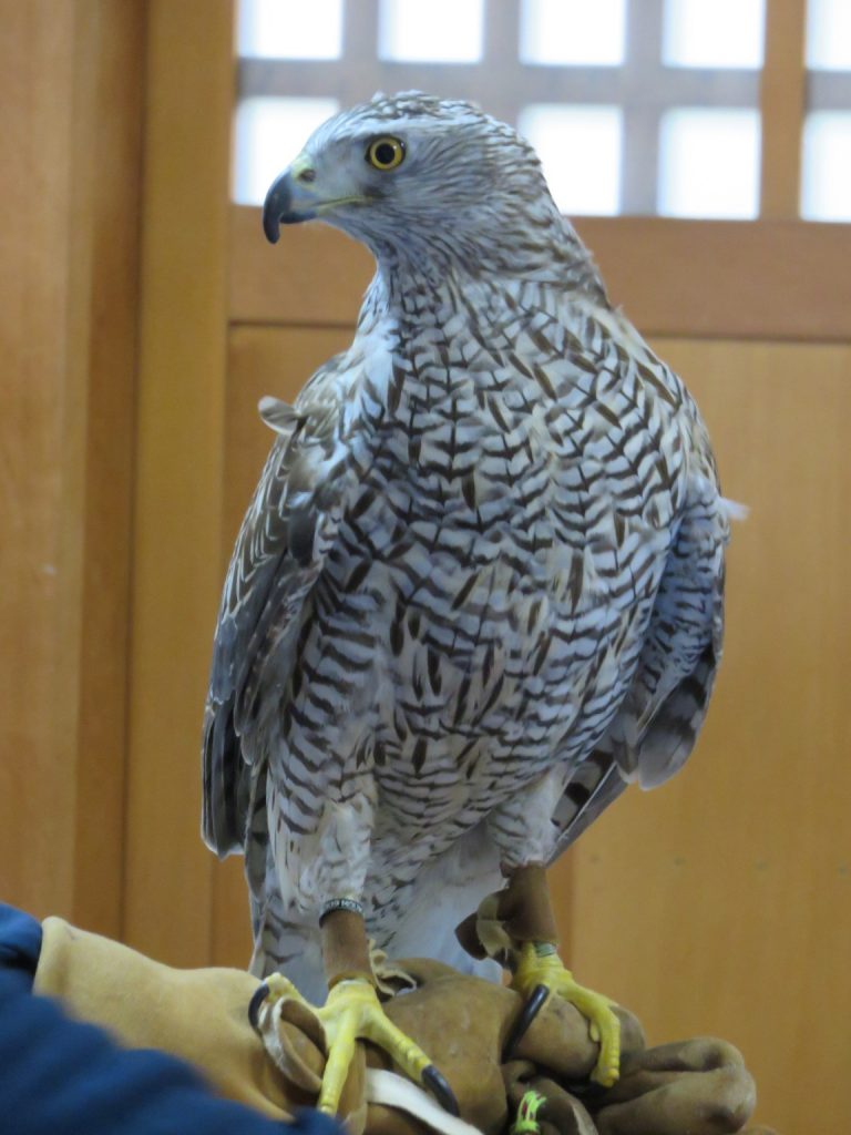 拝殿内にて緊張の面持ちをするオオタカ