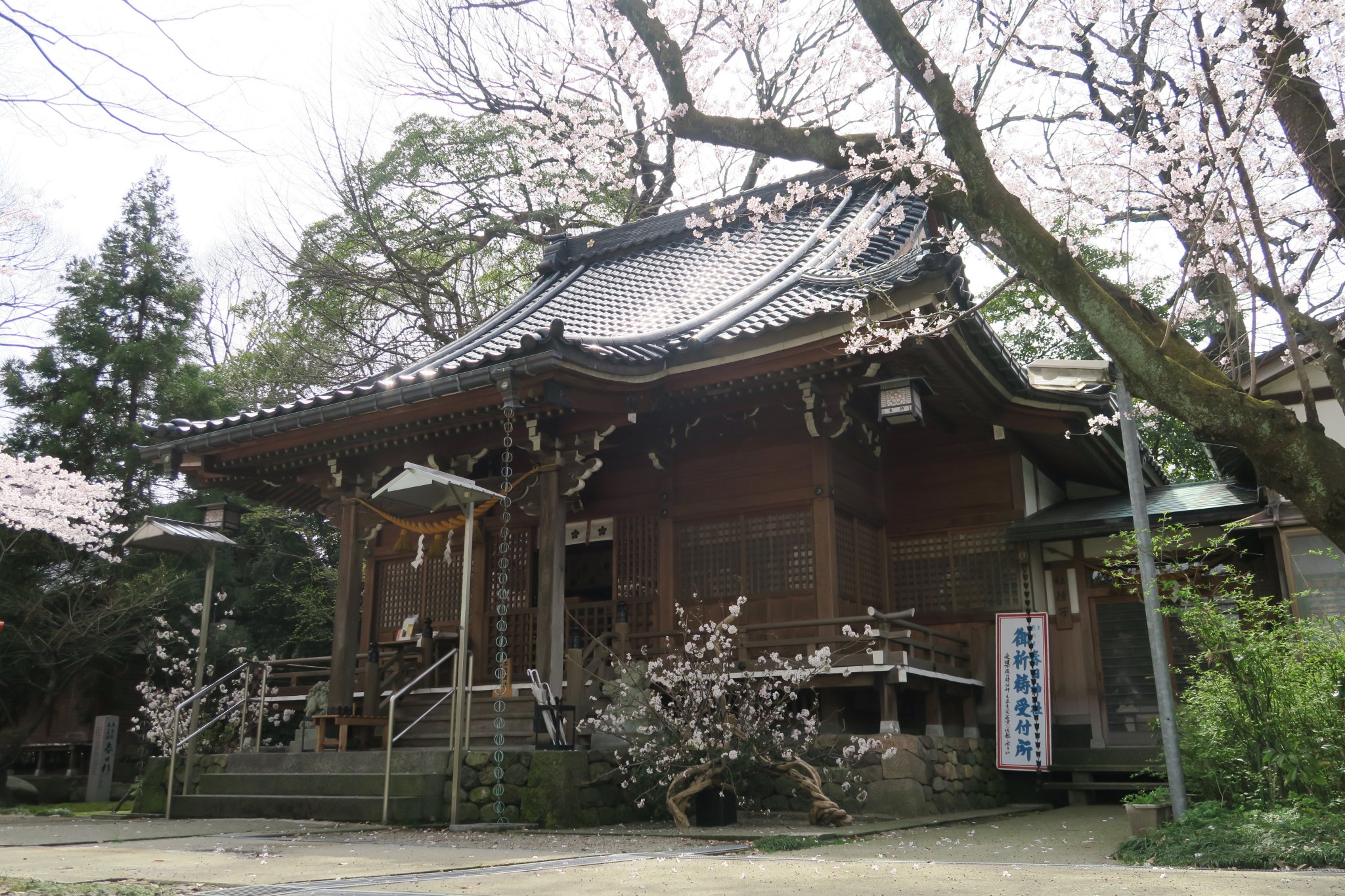 平成29年 春季かすが花展 1
