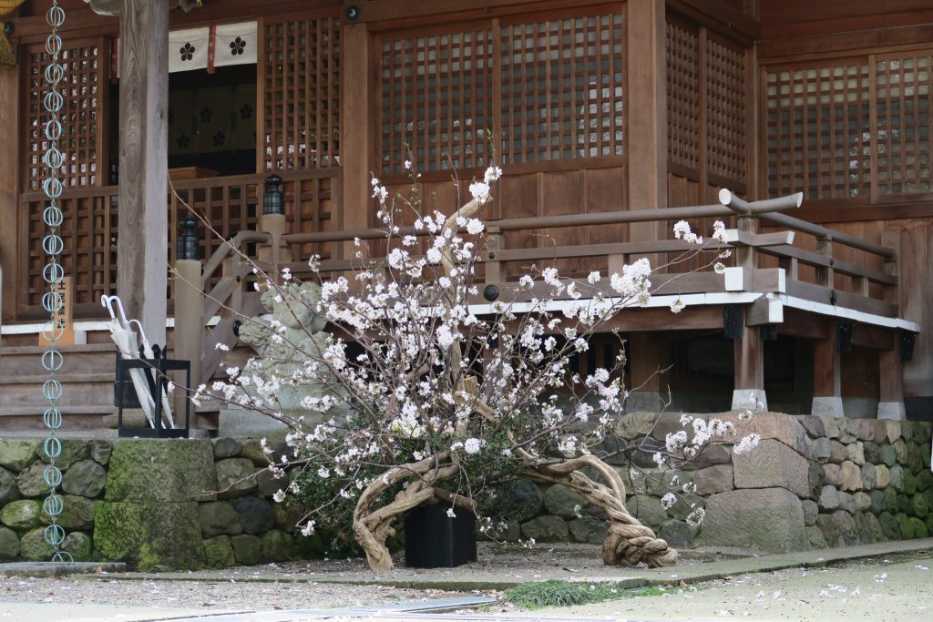 平成29年 春季かすが花展 2