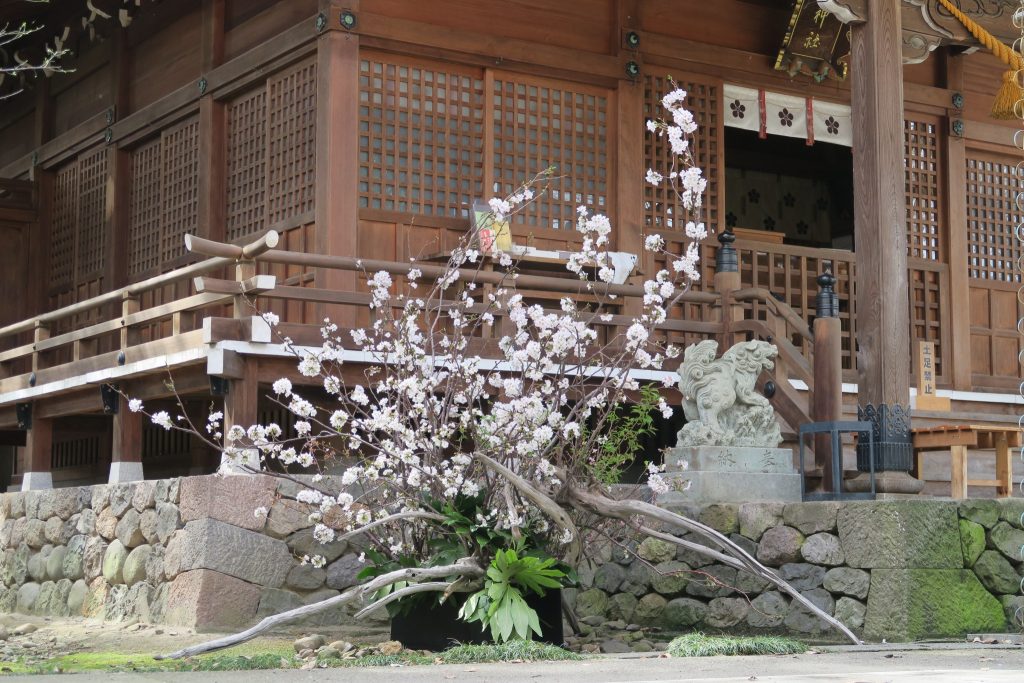 平成29年 春季かすが花展 3