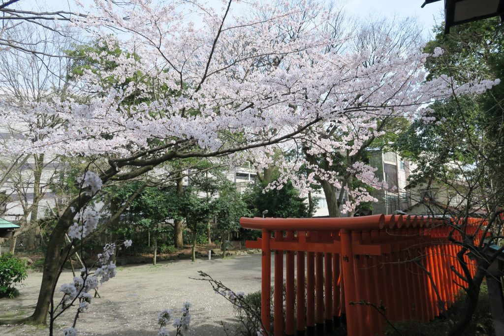 平成29年 見ごろの桜