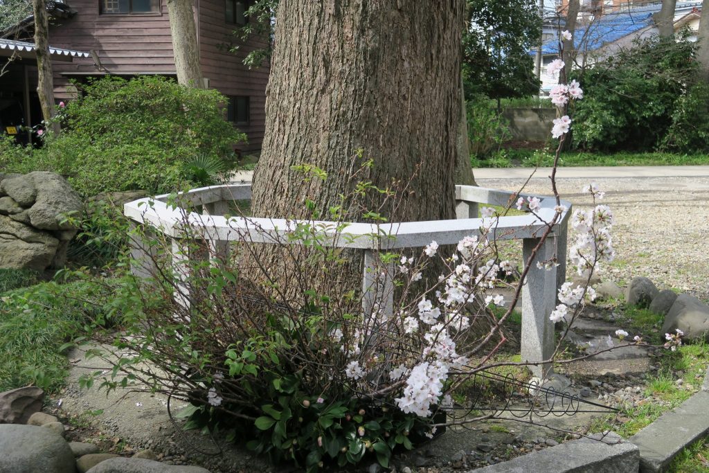 平成29年 春季かすが花展 5