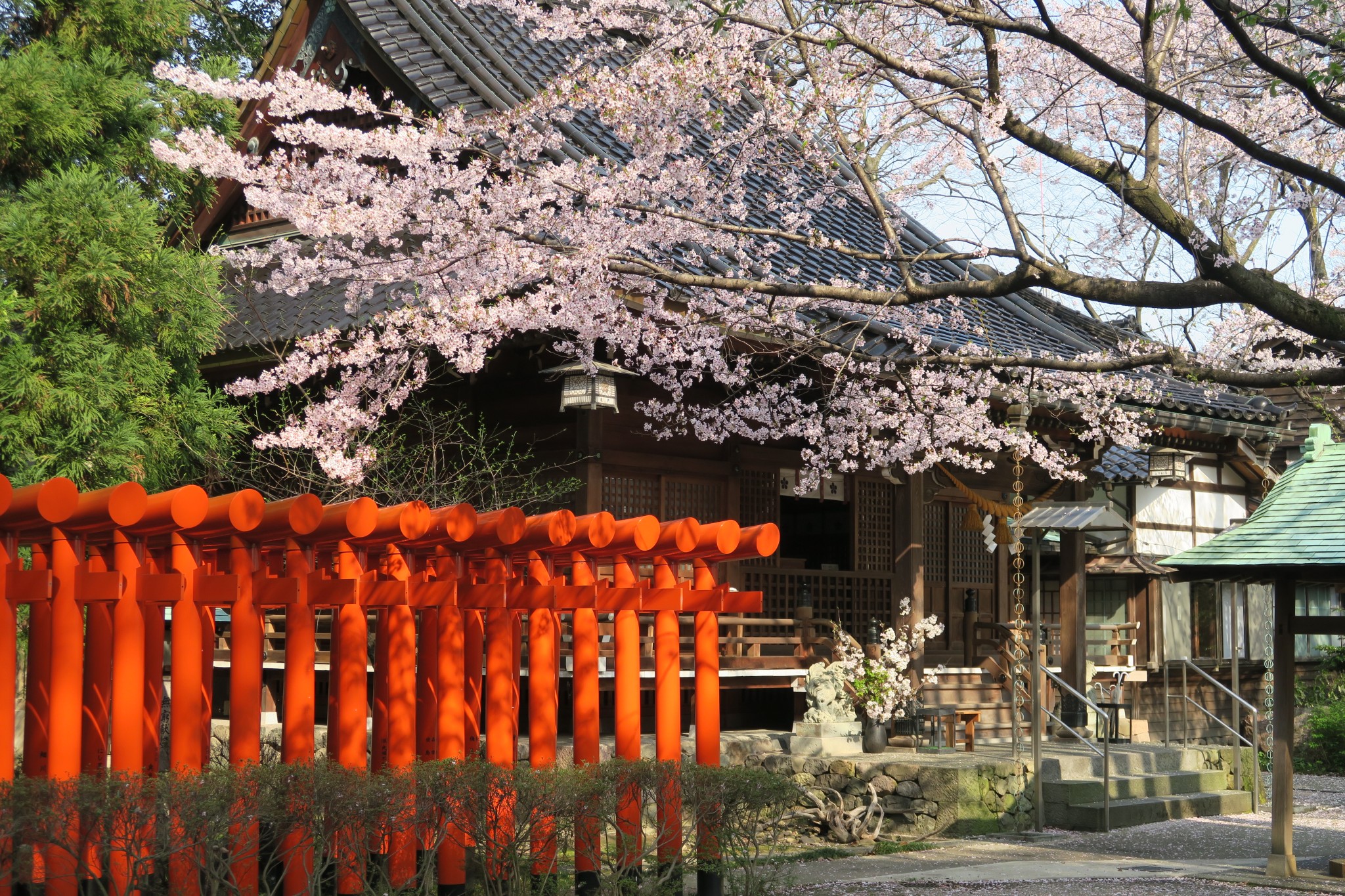 平成29年　桜咲き誇る境内と拝殿