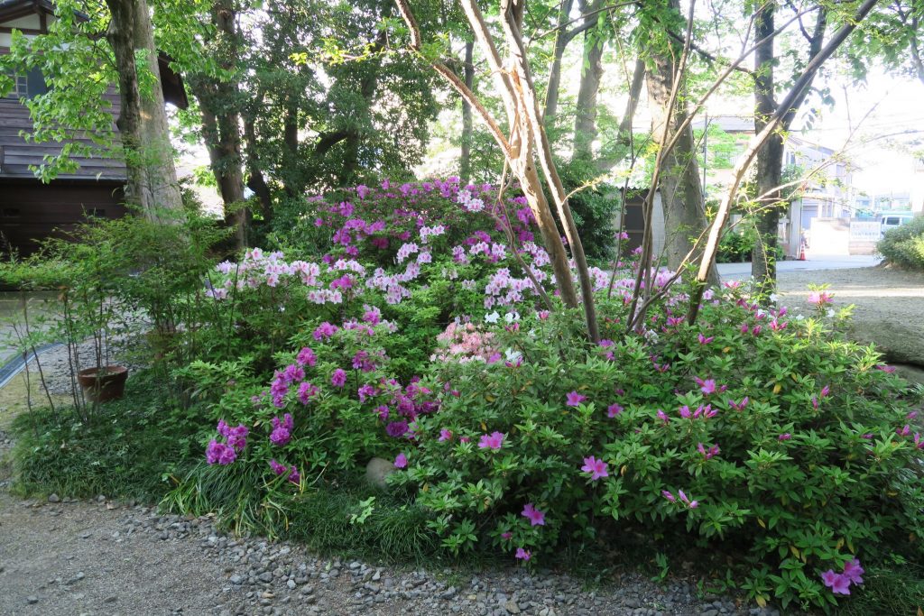平成29年5月上旬　今が見頃の境内ツツジ