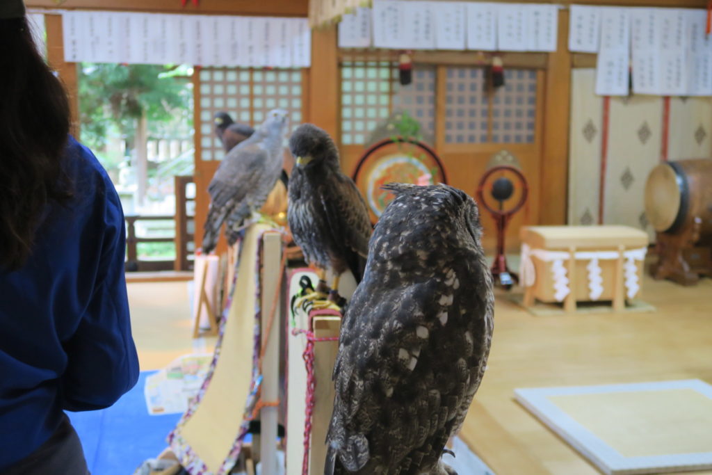 拝殿の中に集った4羽の猛禽類の皆様は膝附の止まり木に