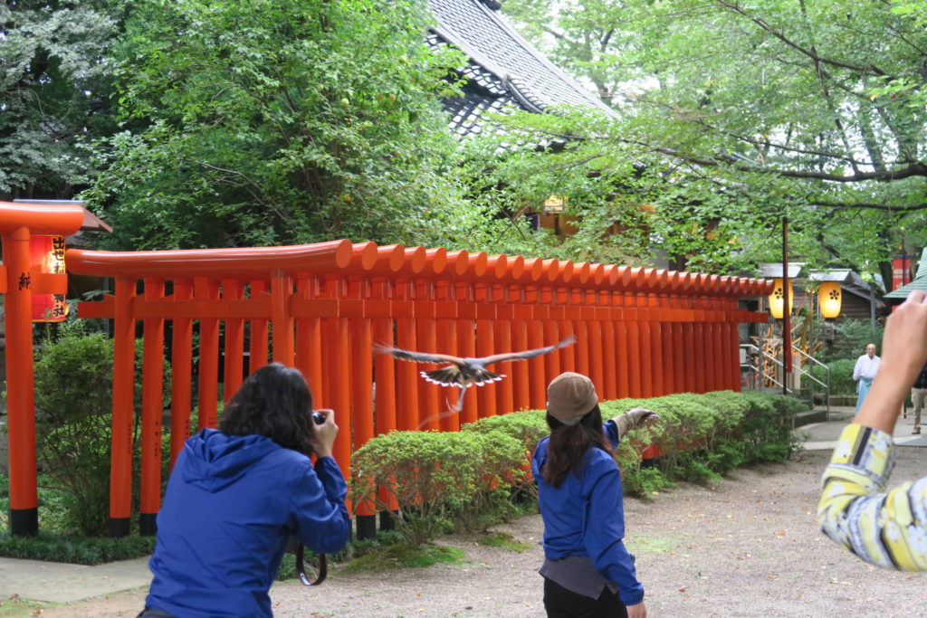 赤鳥居から鷹匠の元へと戻るハリスホークさん