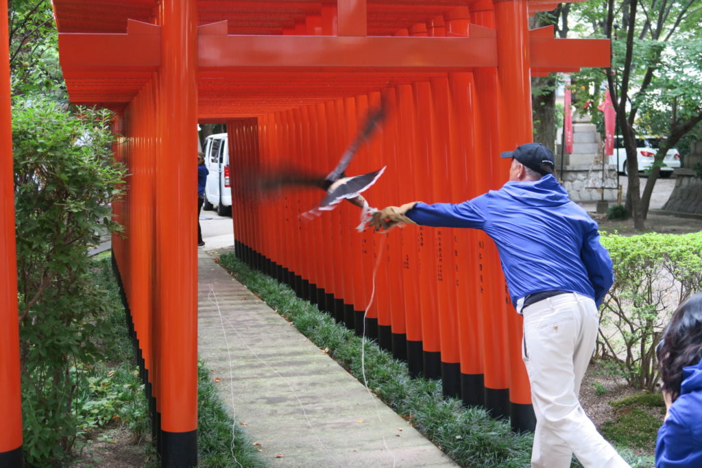 得意の千本鳥居を最後にも見せてくれたハリスホークさん。