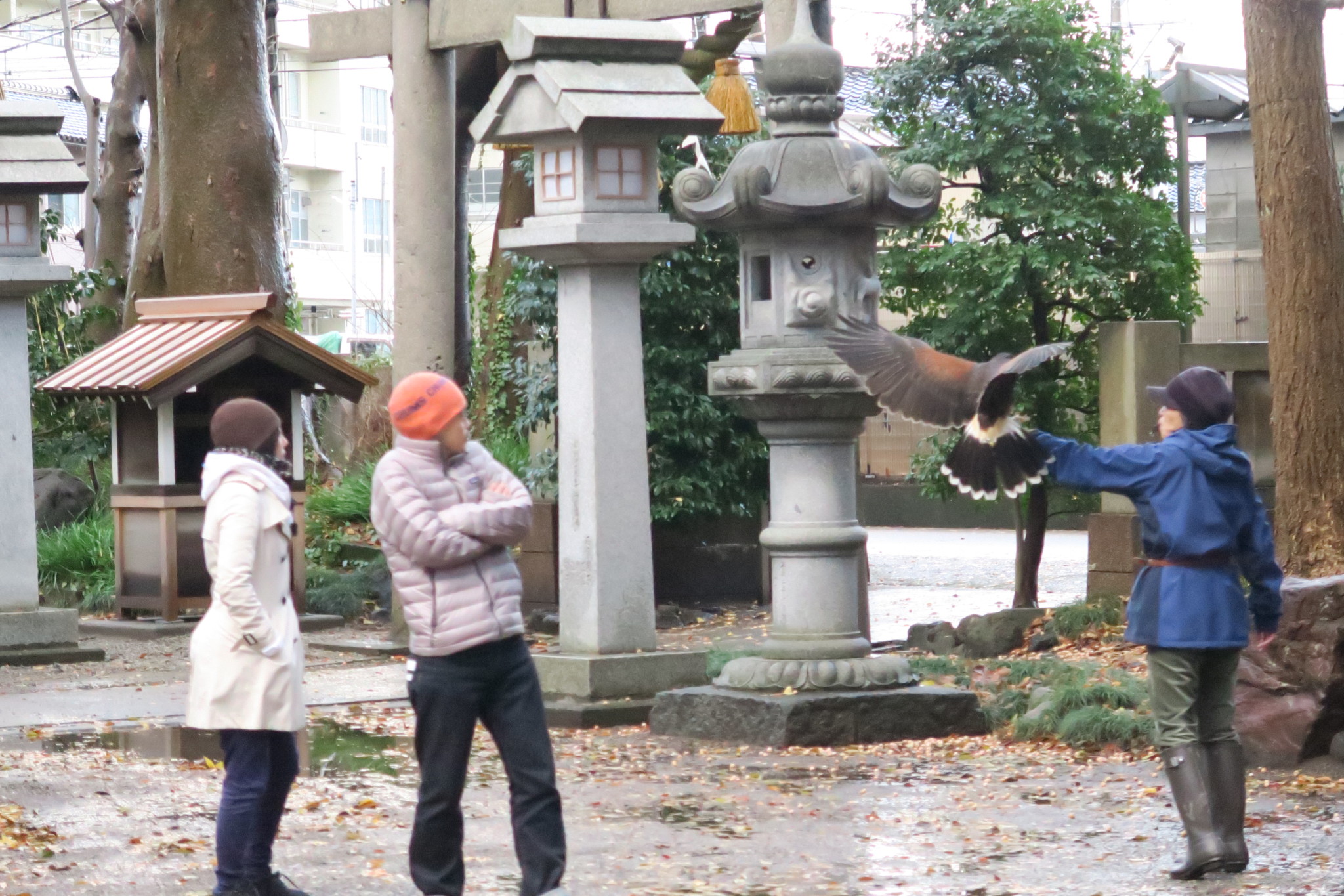 平成２９年１２月 鷹匠訓練 アイキャッチ