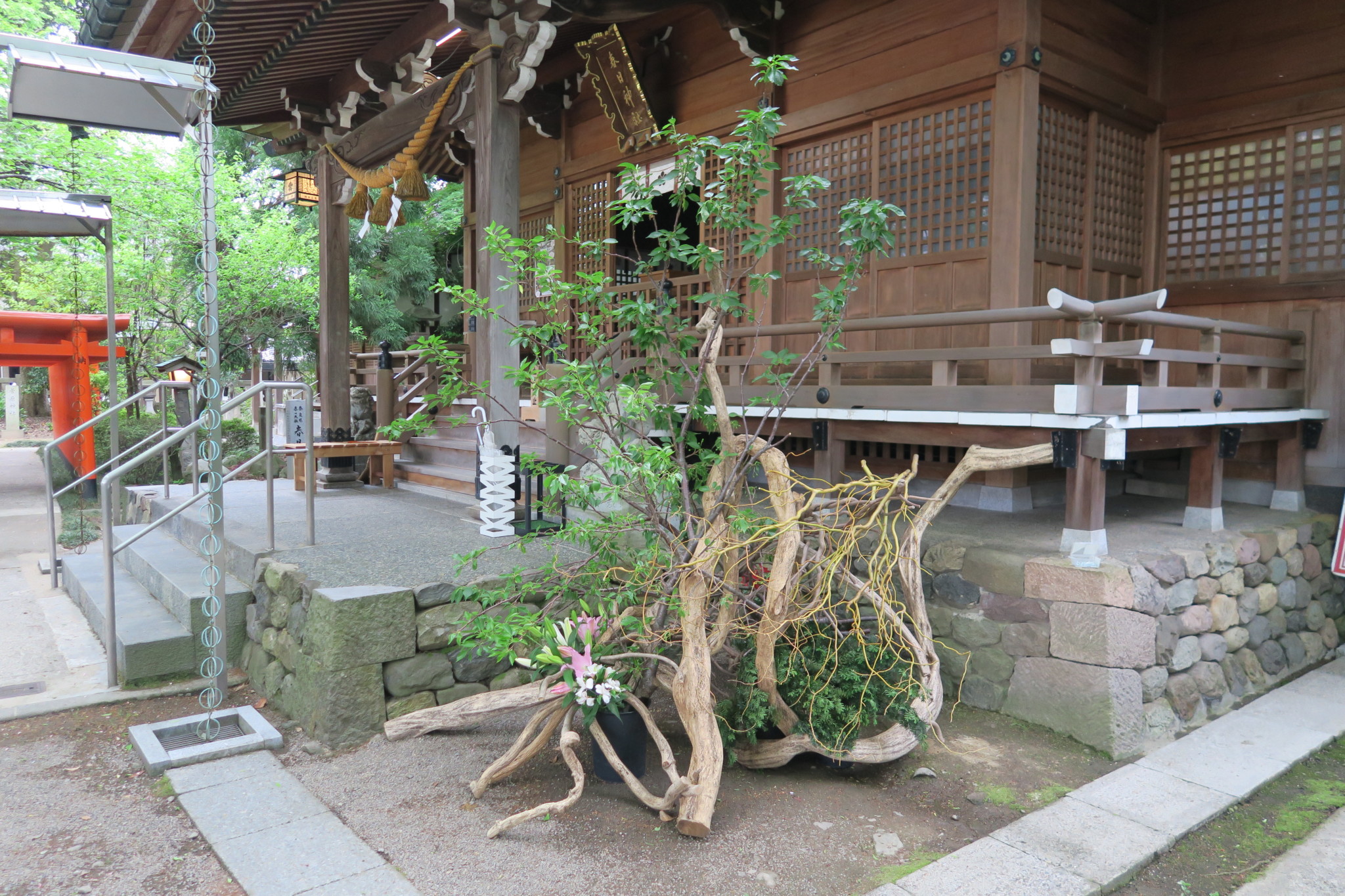草月隆献花 平成30年 5月 拝殿横から赤鳥居と共に