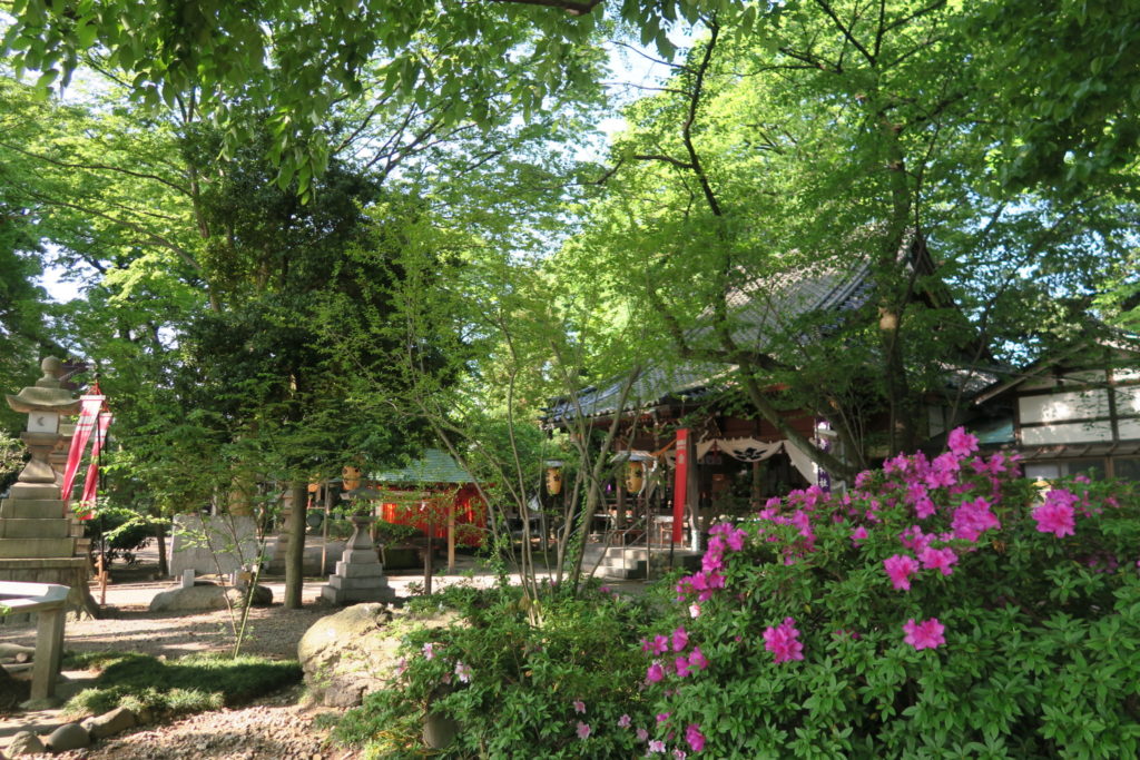 平成30年 春日神社春祭り ツツジ