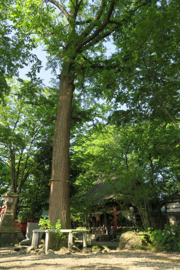 樹勢の心配もされる神木「イチョウ」
