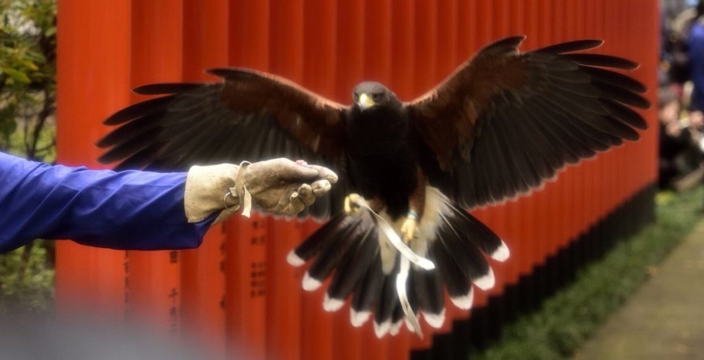 春日神社 法妖術奉納行事の一幕（観覧者撮影）