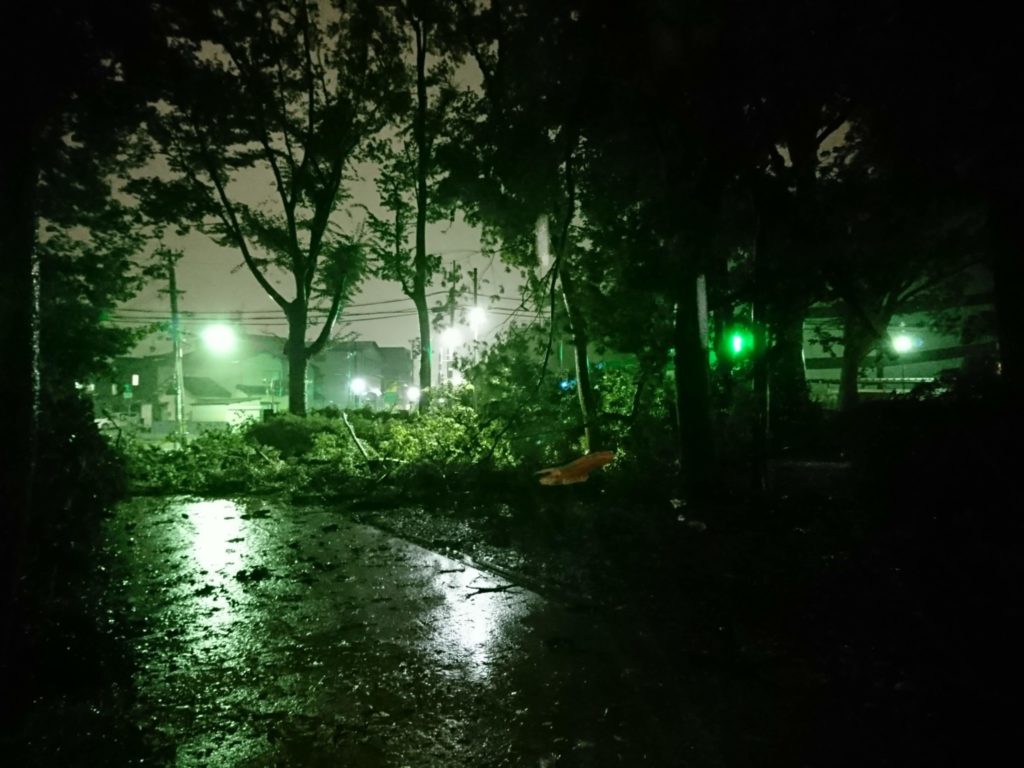 オオイチョウ損壊3(平成30年9月台風21号)