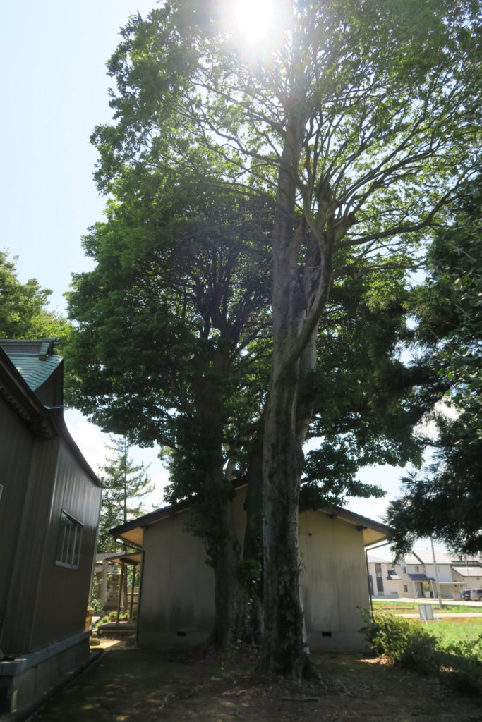 三日市 郷八幡神社 境内の様子2