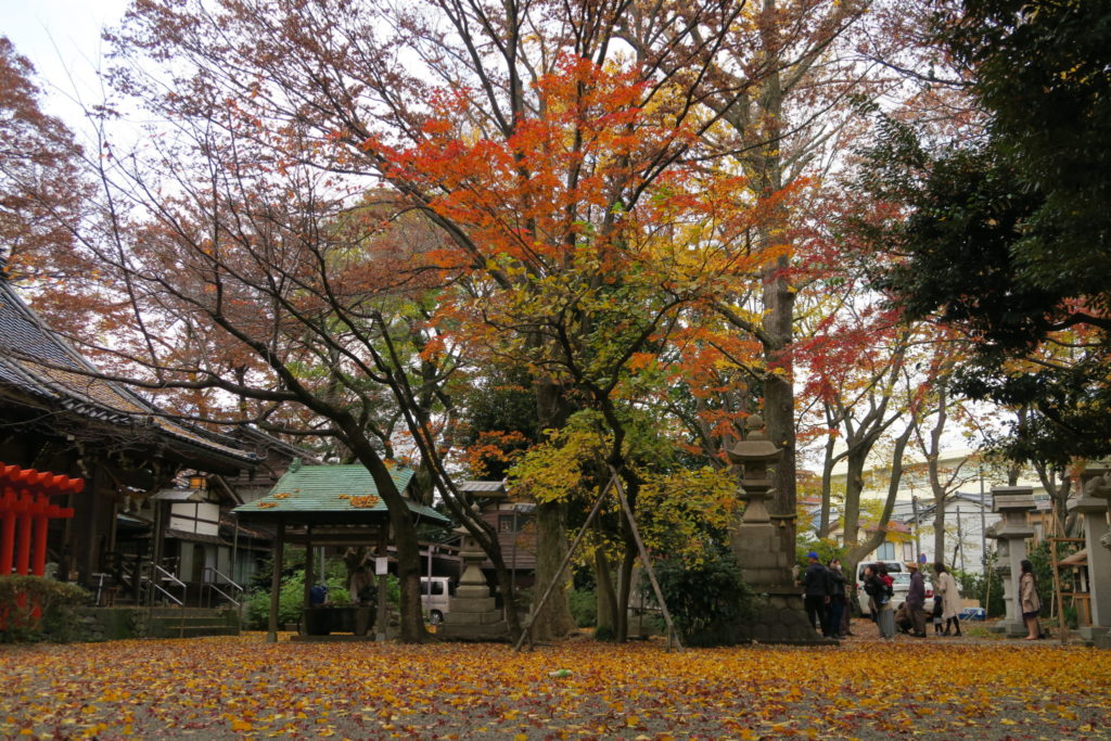 初めての放鷹術披露は落ち葉の絨毯の上でした(平成28年11月21日)