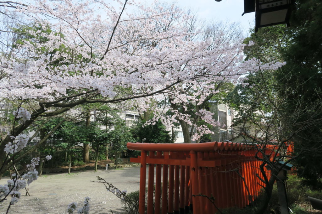 春日神社の桜