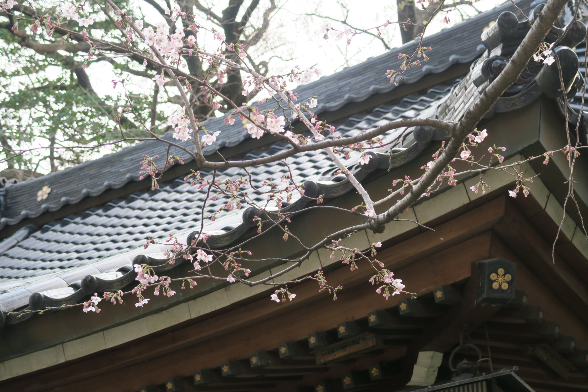 平成31年の桜と拝殿解懸魚