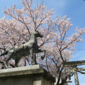 平成29年_高皇産霊神社_神馬像