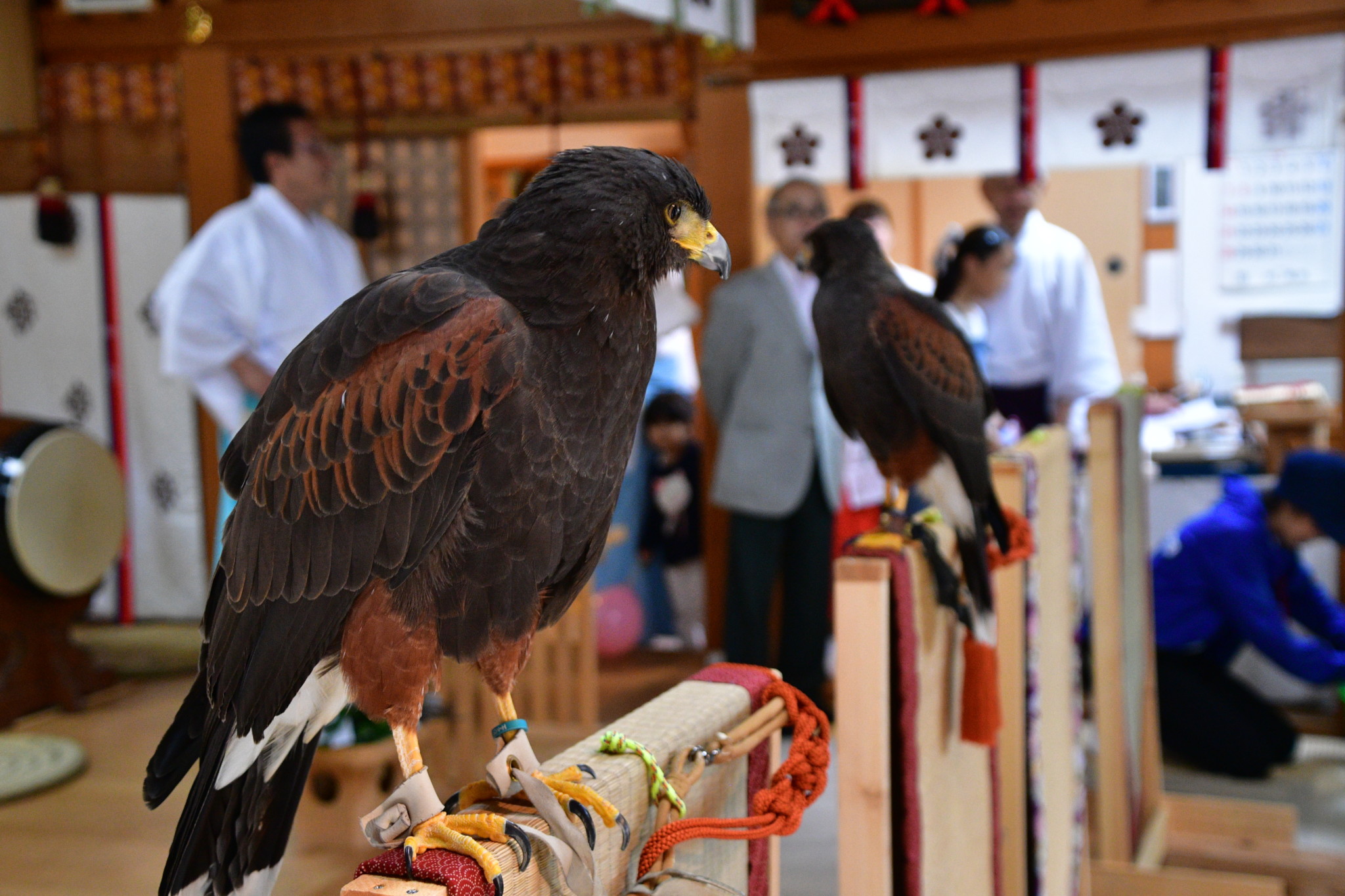 平成30年鷹匠安全祈願祭（金沢ホークウイングさん撮影）拝殿の様子