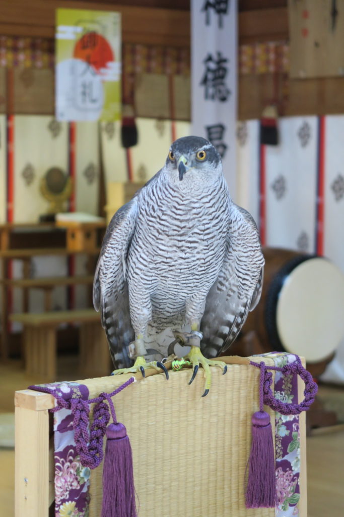 令和元年_鷹匠安全祈願祭_オオタカ_ごんべえ