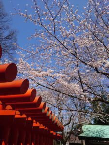 令和2年_桜咲いた_Xperia1