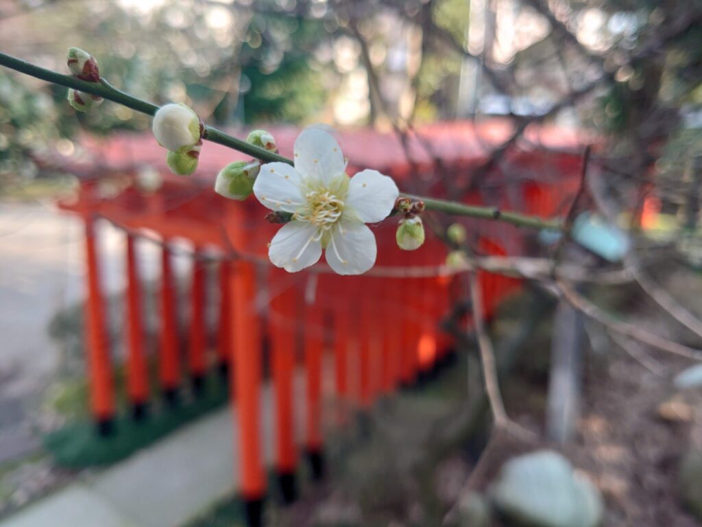 令和5年3月 梅の花と赤鳥居