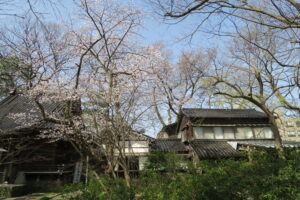 令和5年_櫻の花に彩られた社務所